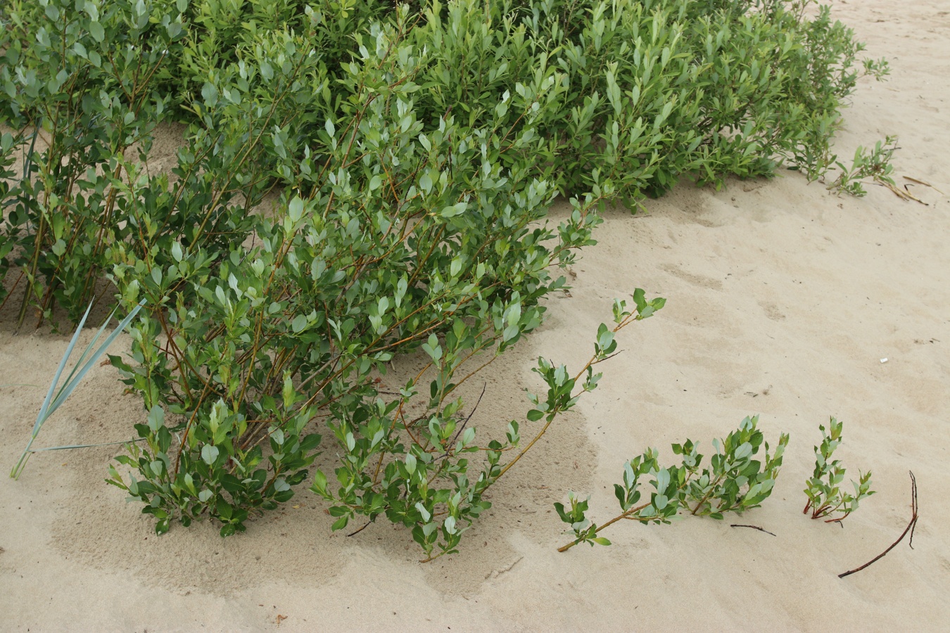 Изображение особи Salix phylicifolia.