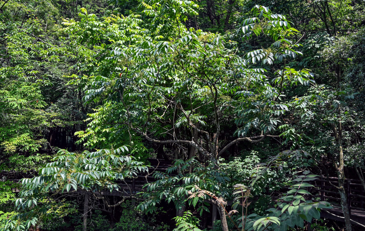 Image of Toxicodendron vernicifluum specimen.