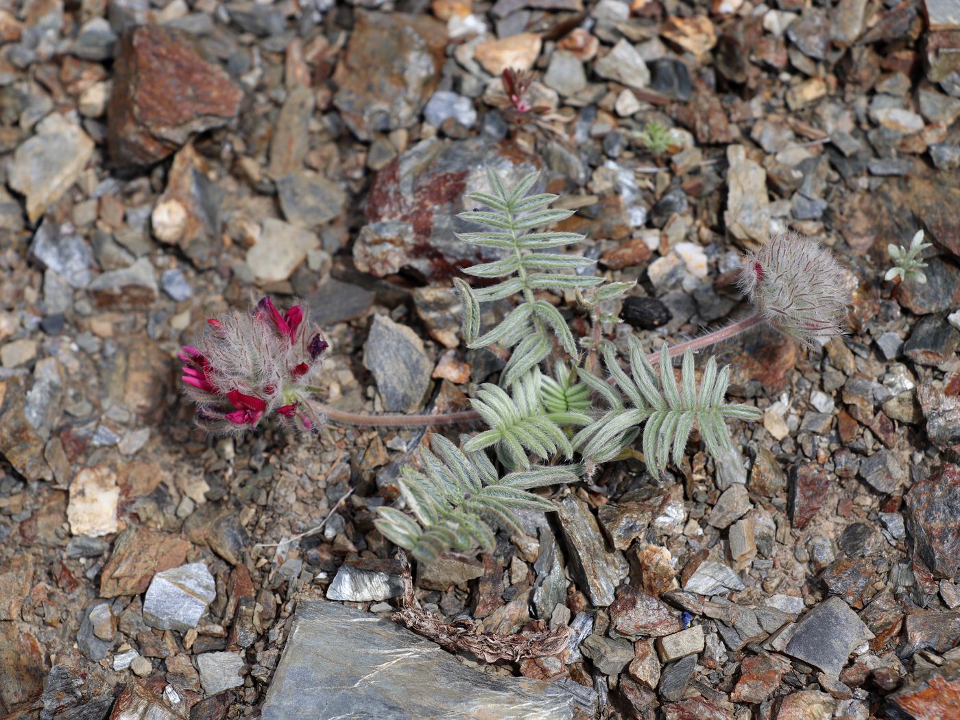 Image of Oxytropis trichocalycina specimen.
