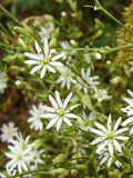 Stellaria graminea
