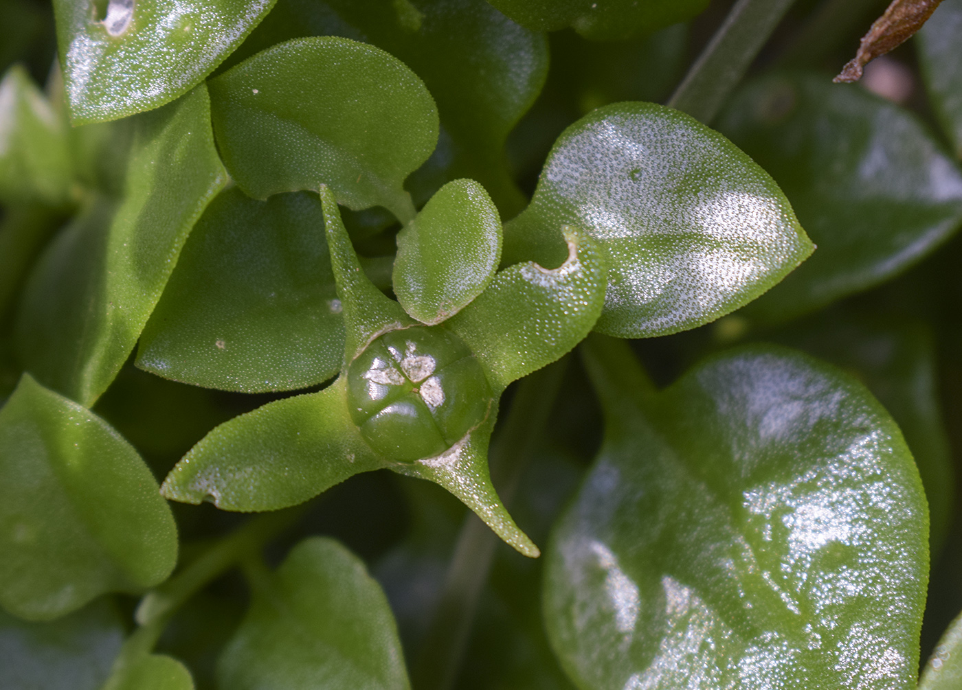 Изображение особи Aptenia cordifolia.