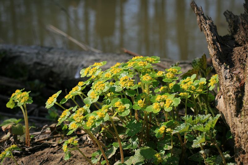 Изображение особи Chrysosplenium alternifolium.