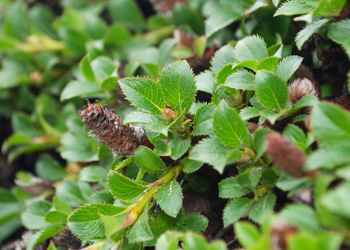 Изображение особи Salix kamtschatica.