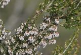 Erica arborea