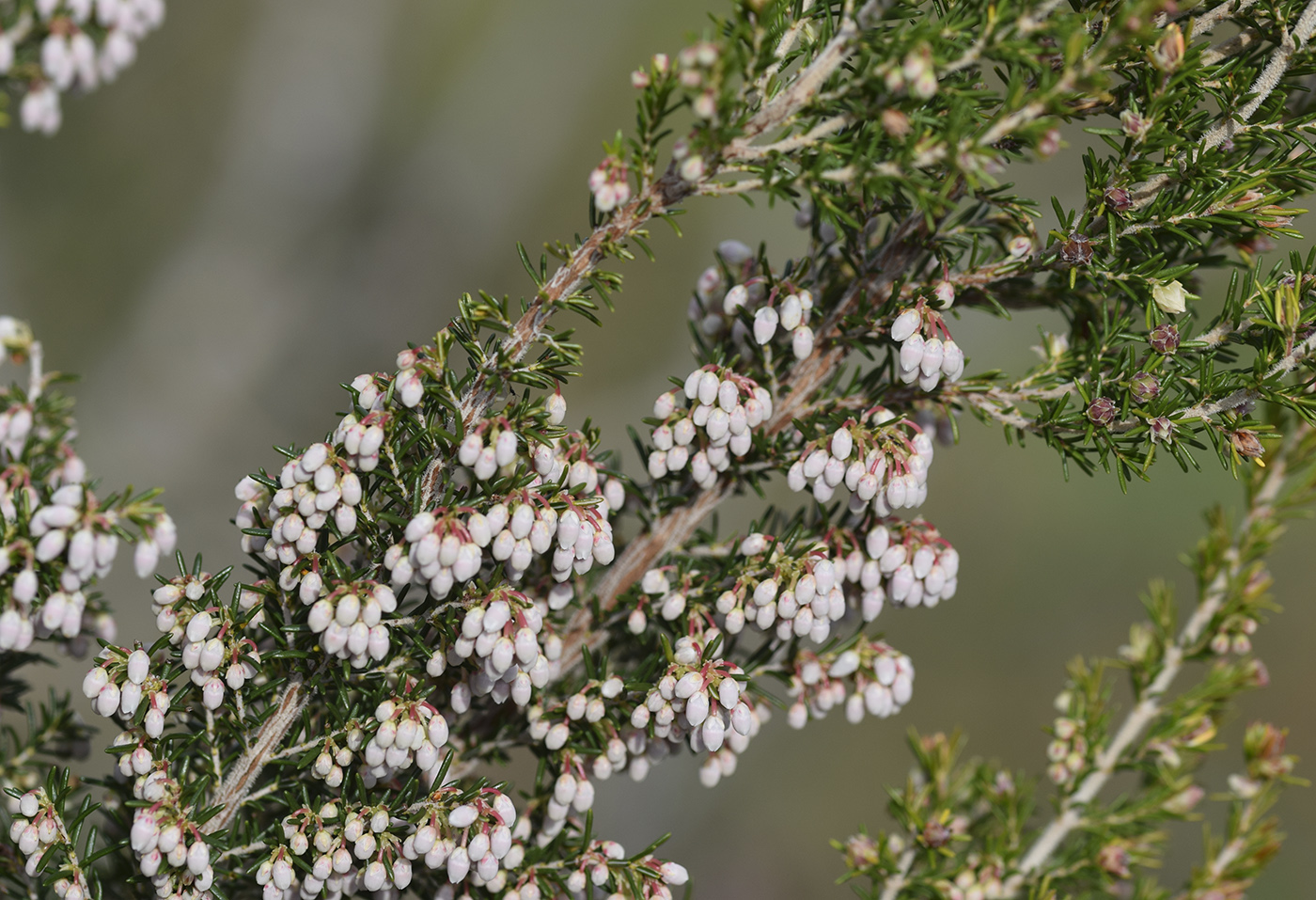 Изображение особи Erica arborea.