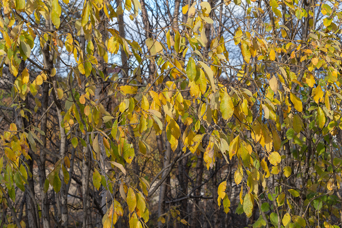 Изображение особи Salix caprea.