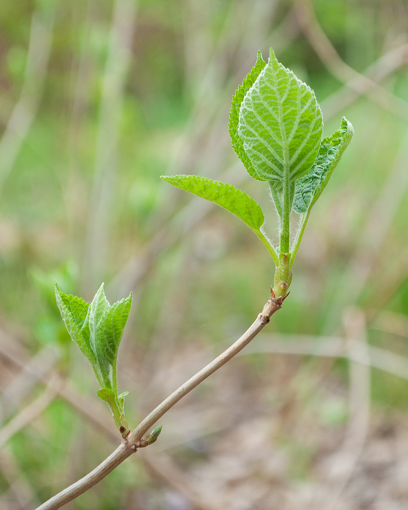 Image of Hydrangea arborescens specimen.