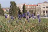 Muscari neglectum