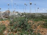 Jurinea suffruticosa