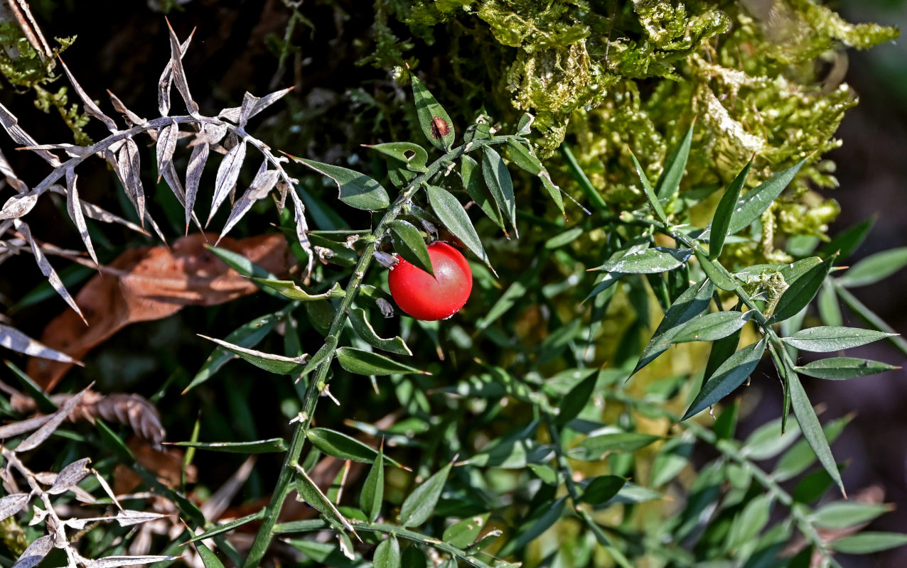 Изображение особи Ruscus aculeatus.