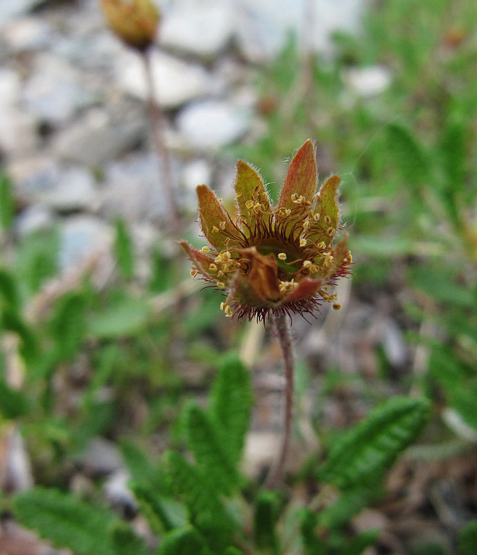 Изображение особи Dryas octopetala.