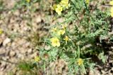 Sterigmostemum caspicum