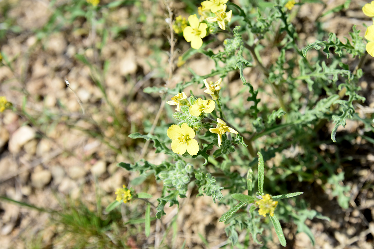 Image of Sterigmostemum caspicum specimen.