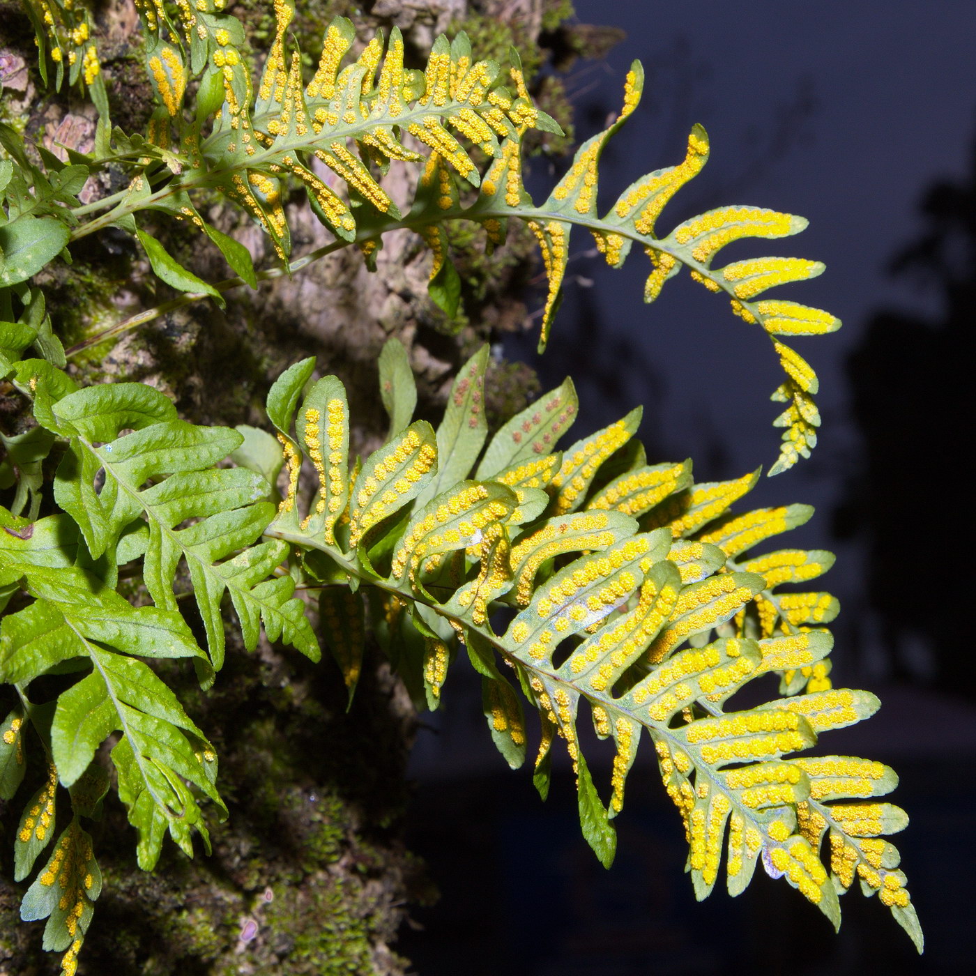 Изображение особи род Polypodium.