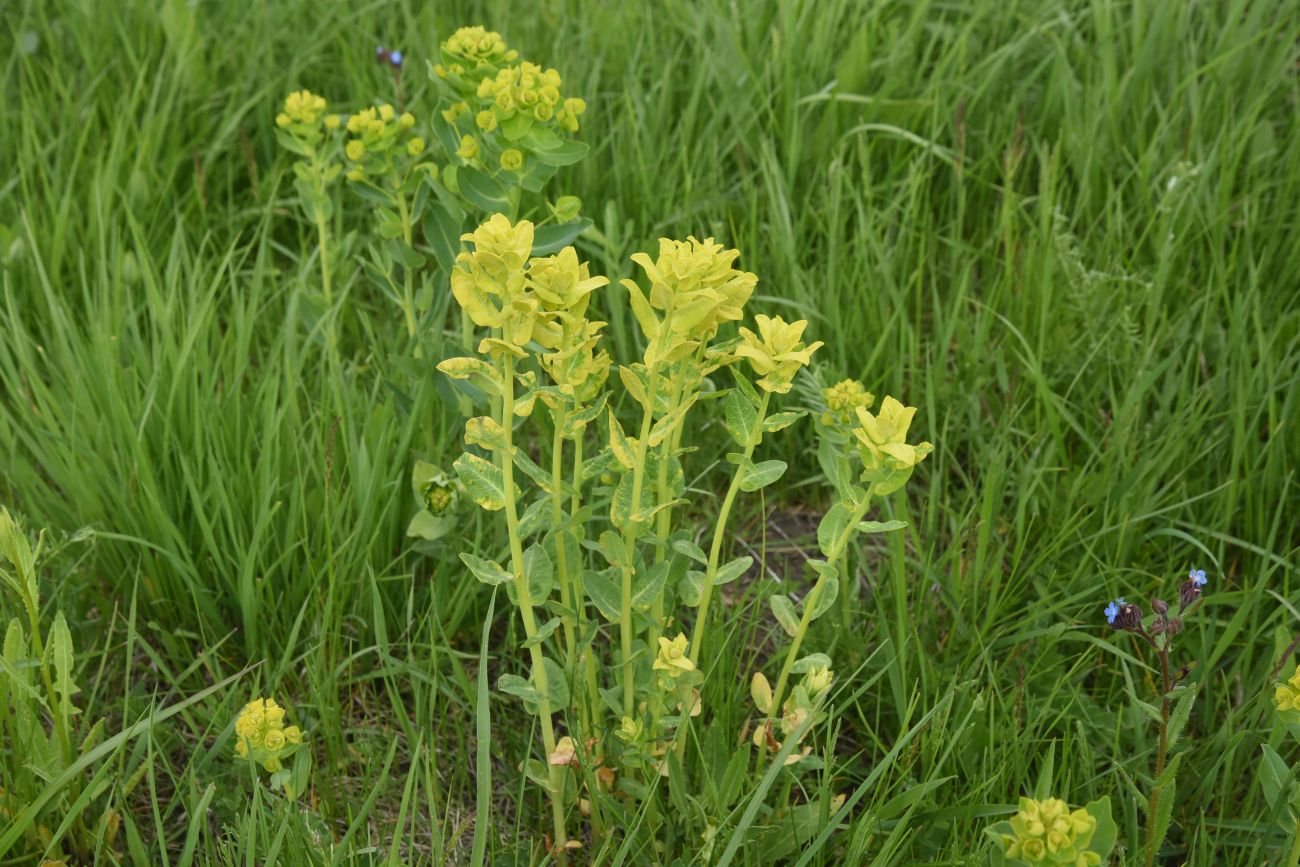 Изображение особи род Euphorbia.