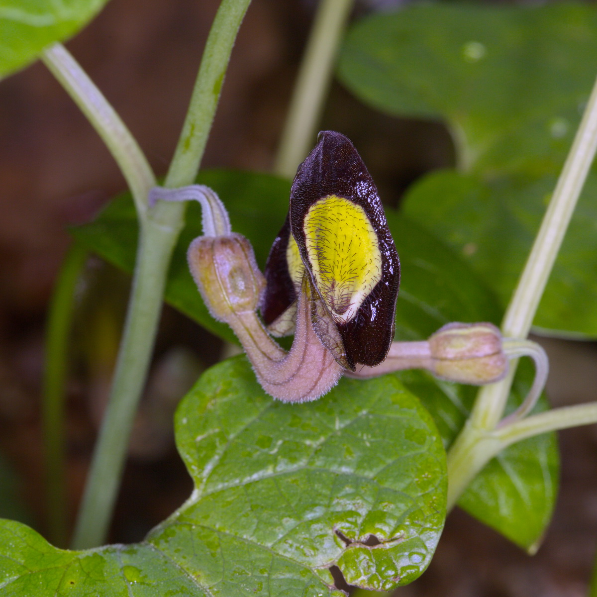 Изображение особи Aristolochia steupii.