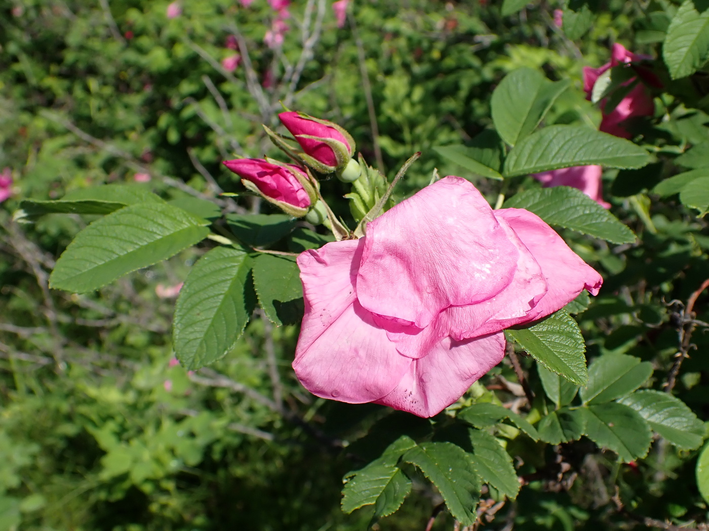 Image of Rosa rugosa specimen.