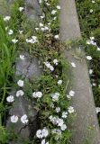 Convolvulus arvensis. Цветущие растения с повреждёнными цветками. Москва, ЮАО, р-н Нагатино-Садовники, обочина тротуара у трамвайных путей. 19.06.2025.