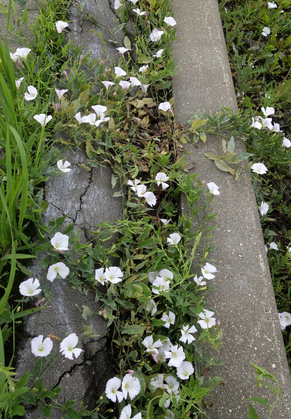 Изображение особи Convolvulus arvensis.