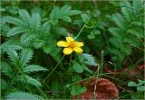 Potentilla anserina. Цветок и листья. Московская обл., Раменский р-н, окр. дер. Хрипань, садовый участок. 22.07.2025.