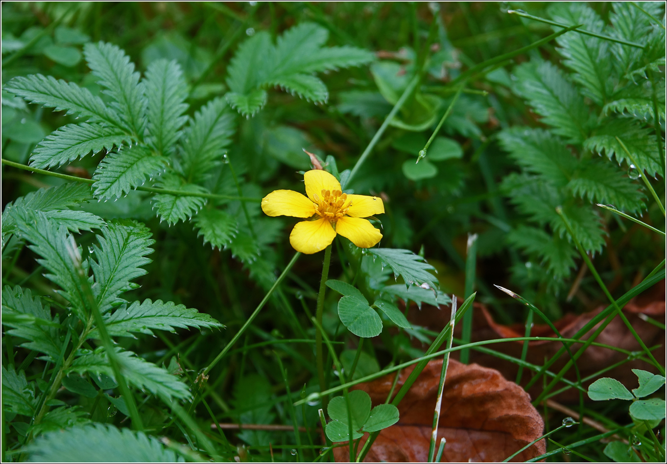 Изображение особи Potentilla anserina.