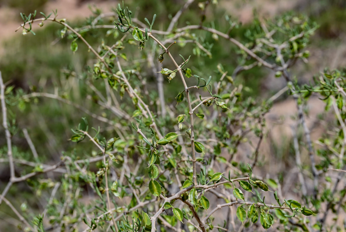 Изображение особи Zygophyllum xanthoxylum.