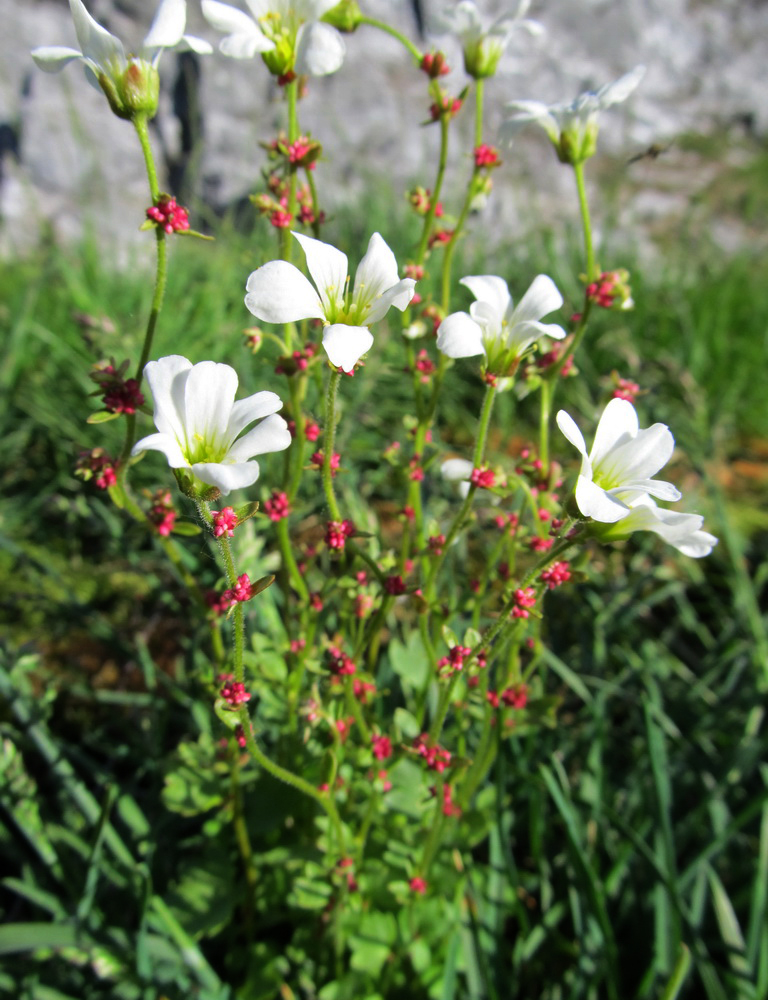 Изображение особи Saxifraga cernua.