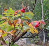 genus Rosa. Верхушки побегов с плодами. Северная Осетия, Ирафский р-н, дол. р. Танадон, опушка смешанного леса. 19.09.2024.