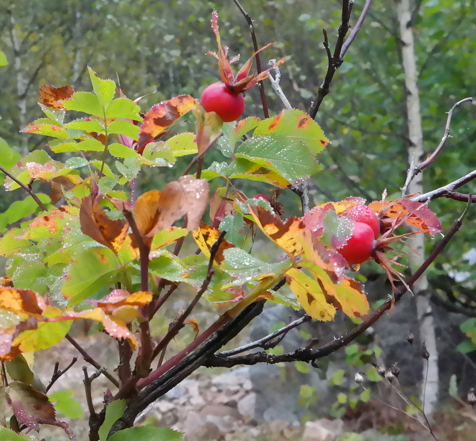 Image of genus Rosa specimen.