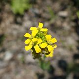Erysimum hieraciifolium. Соцветие. Хабаровский край, г. Комсомольск-на-Амуре, берег р. Силинка. 02.07.2025.