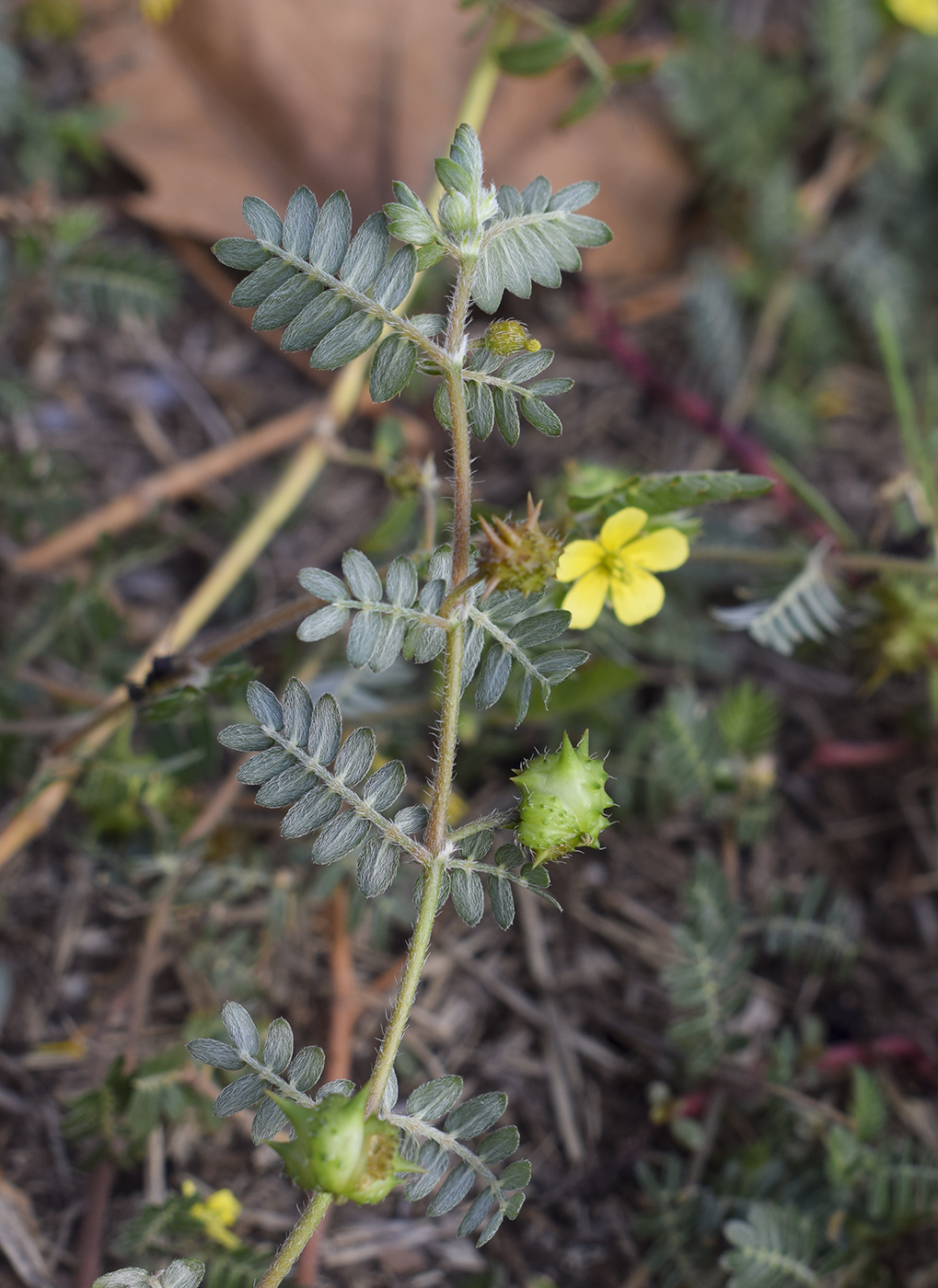 Изображение особи Tribulus terrestris.