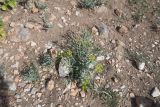 genus Euphorbia. Цветущее растение. Турция, ил Ван, оз. Ван, о-в Ахтамар. 22 мая 2025 г.