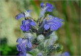 Ajuga reptans. Соцветие. Московская обл., Раменский р-н, окр. дер. Хрипань, садовый участок. 25.05.2025.