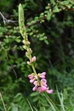 Onobrychis grandis