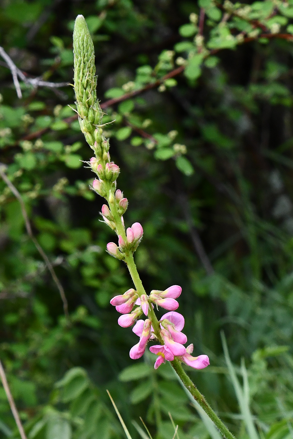 Изображение особи Onobrychis grandis.