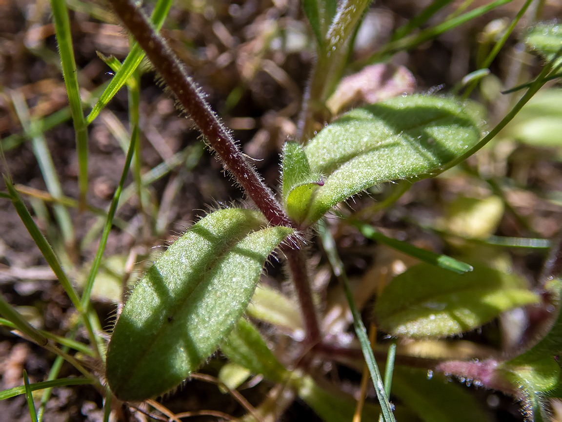 Image of Cerastium glutinosum specimen.