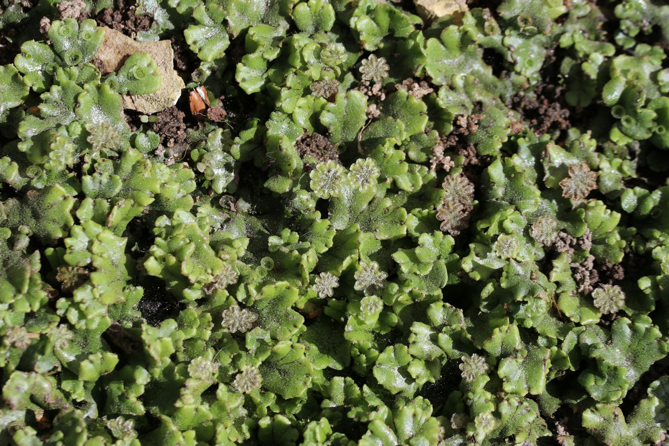 Image of Marchantia polymorpha specimen.