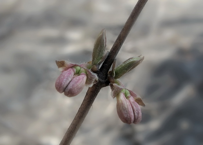 Image of Lonicera praeflorens specimen.