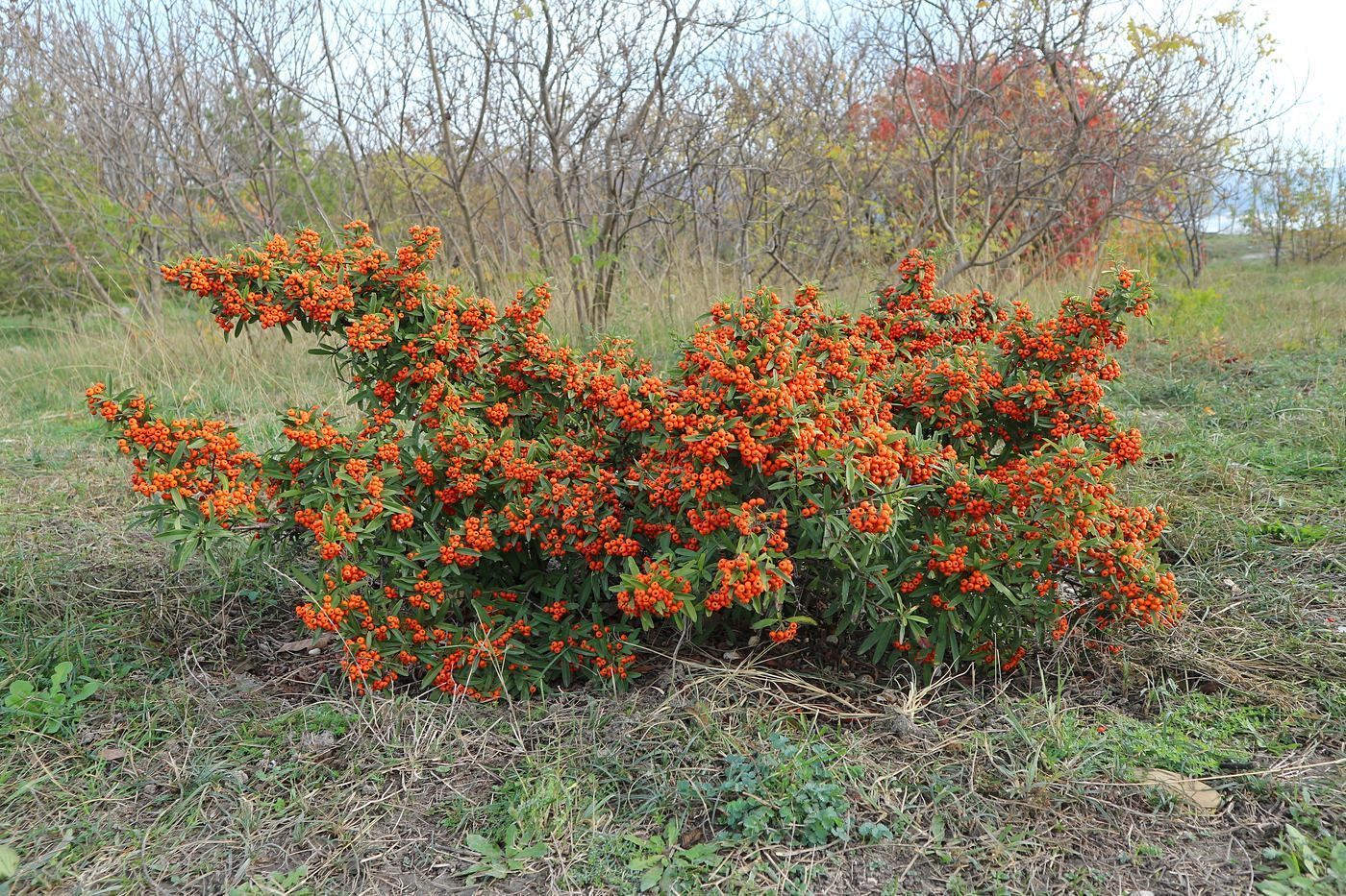 Image of Pyracantha coccinea specimen.