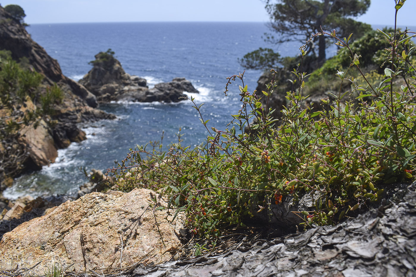 Изображение особи Chenopodium nutans.