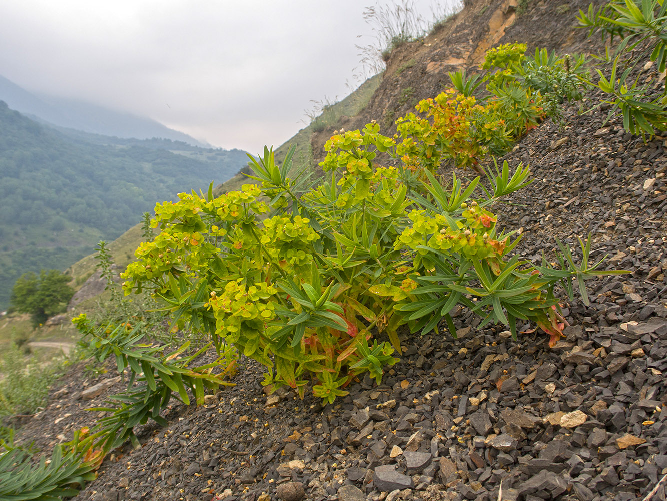 Image of Euphorbia iberica specimen.