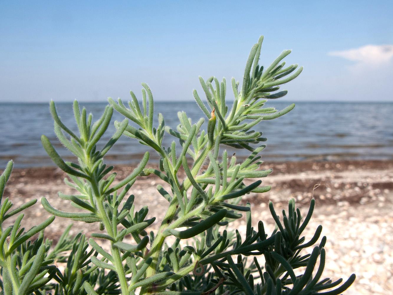 Изображение особи Spirobassia hirsuta.