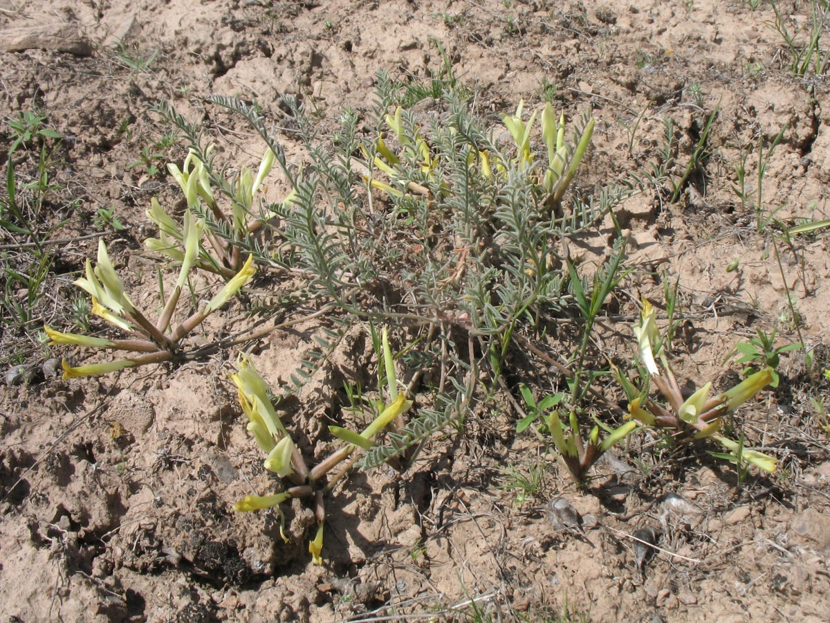 Image of Astragalus macropetalus specimen.