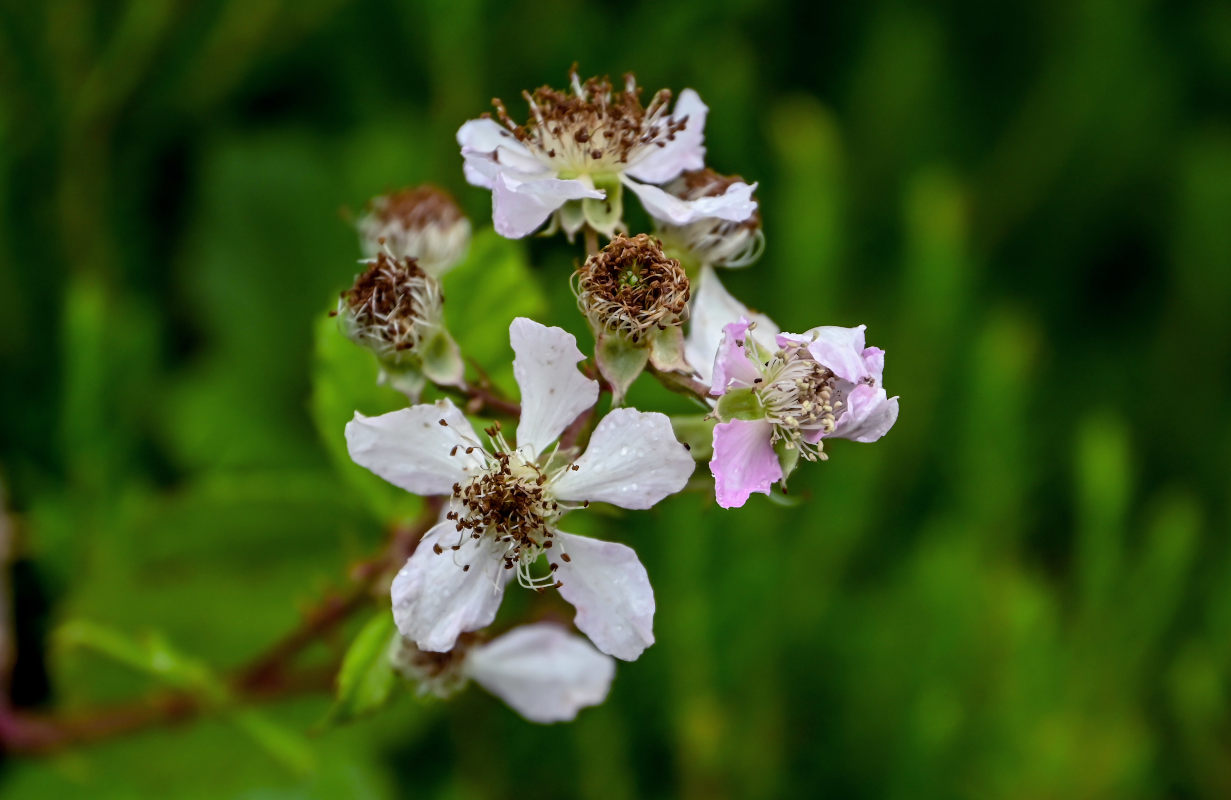 Image of Rubus ulmifolius specimen.