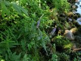 Veronica taigischensis. Цветущее растение в окружение прирусловых трав (Cardamine macrophylla, Archangelica sajanensis), Athyrium monomachii, зелёных мхов. Красноярский край, Каратузский р-н, Западный Саян, берег р. Тайгиш, заросль прирусловых трав. 14.07.2009.