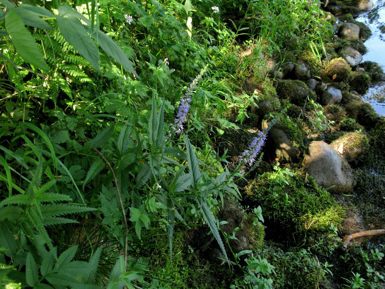 Image of Veronica taigischensis specimen.