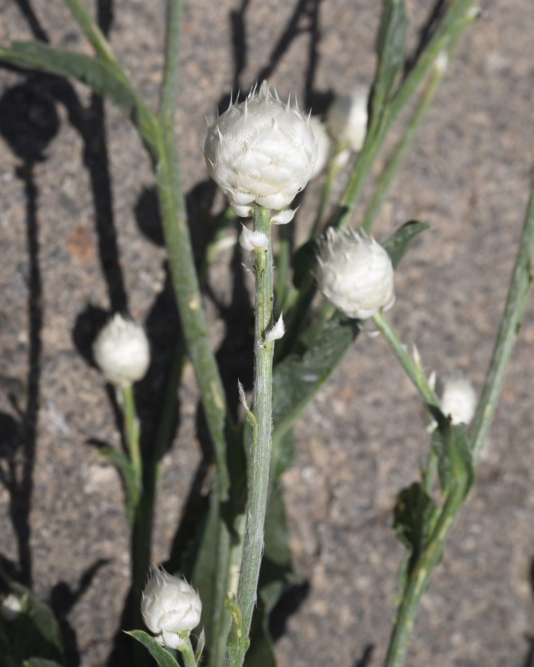 Image of Centaurea kurdica specimen.