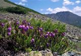 Phyllodoce caerulea. Цветущее растение. Буреинское нагорье, Баджальский хр., верховья руч. Омот-Макит басс. р. Герби, травянисто-кустарниковое сообщество на скалах южной экспозиции. 09.07.2007.