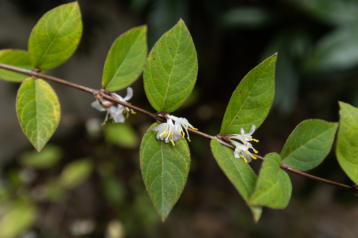 Image of genus Lonicera specimen.