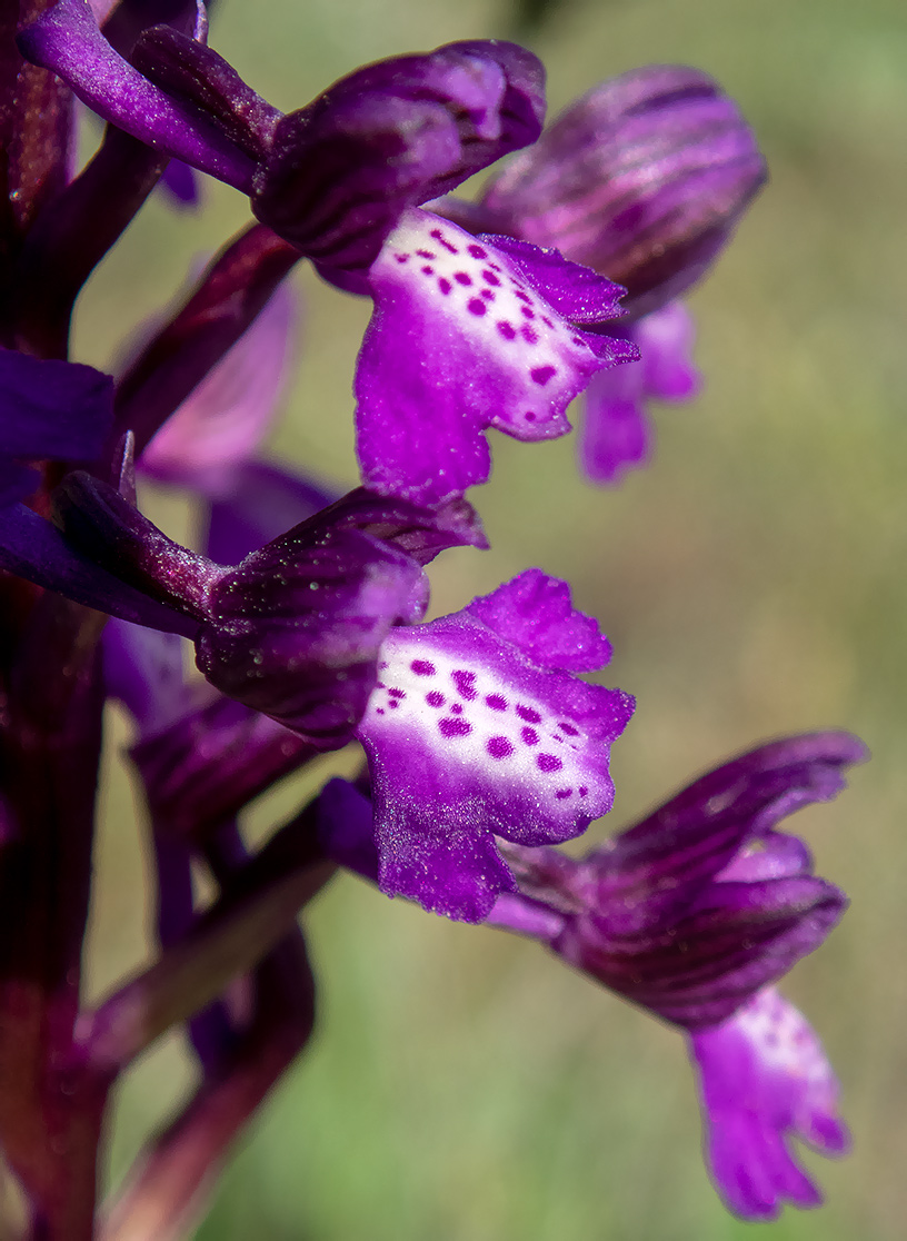 Image of Anacamptis morio ssp. caucasica specimen.